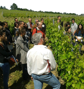 Formación en ampelografía: 60 personas en prácticas en el viñedo del V’innopôle Sud-Ouest !